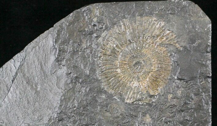 Dactylioceras Ammonite Cluster - Posidonia Shale #23160